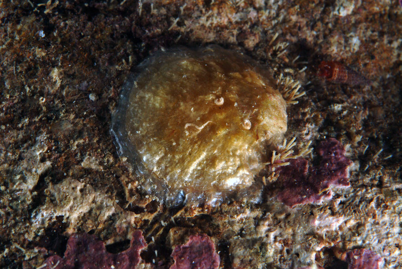 Anomia ephippium